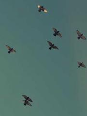 The Sovereign of the