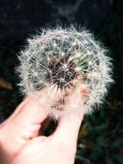 The Sovereign of the