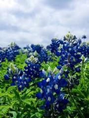 Ling Hao Qin Yuxin R