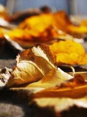 The Ugly Womanapos;s