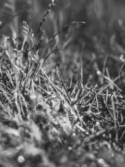 My husband is the Ki