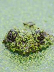 Su He Huo Chen Xi Fu