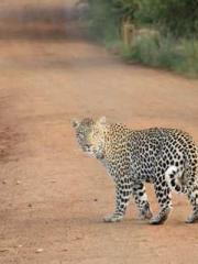 The Legend of the Dr