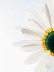 Double Blessing: CEO