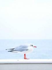 The Best Little Body