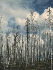 One person opens the